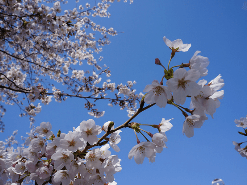 No 17685 八重桜 郡山市 みんなの投稿フォト 福島県観光情報サイト ふくしまの旅 公式