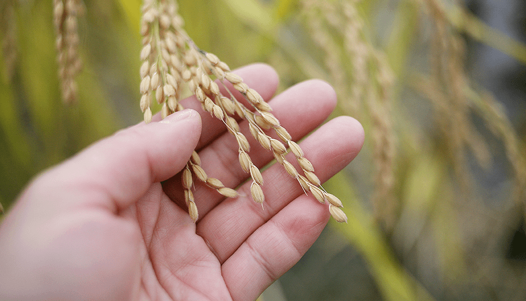 信州の新品種「山恵錦（さんけいにしき）」の稲