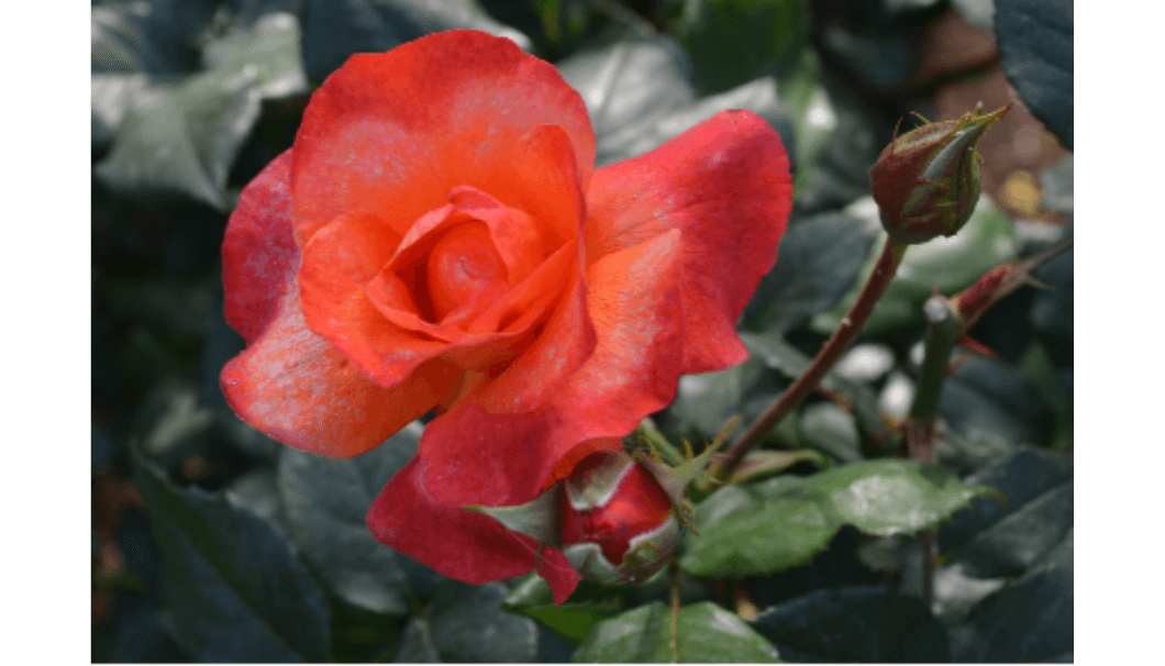 薔薇「プリンセス・ミチコ」の写真