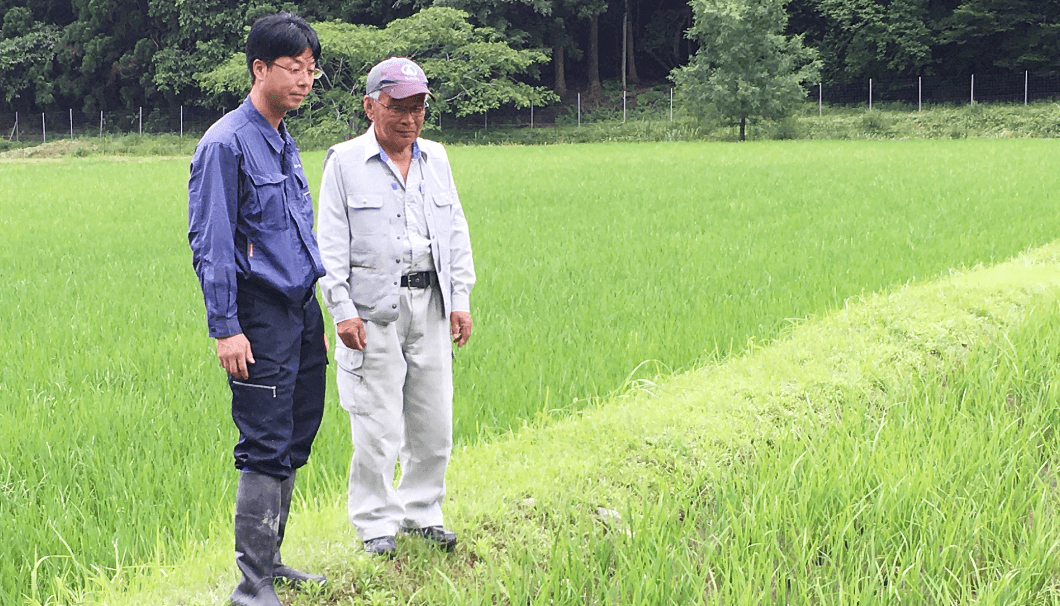 稲の成長を見守る地元農家の方と白鶴ファームの社員