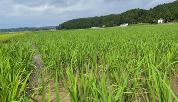 「石川酒30号再生プロジェクト」