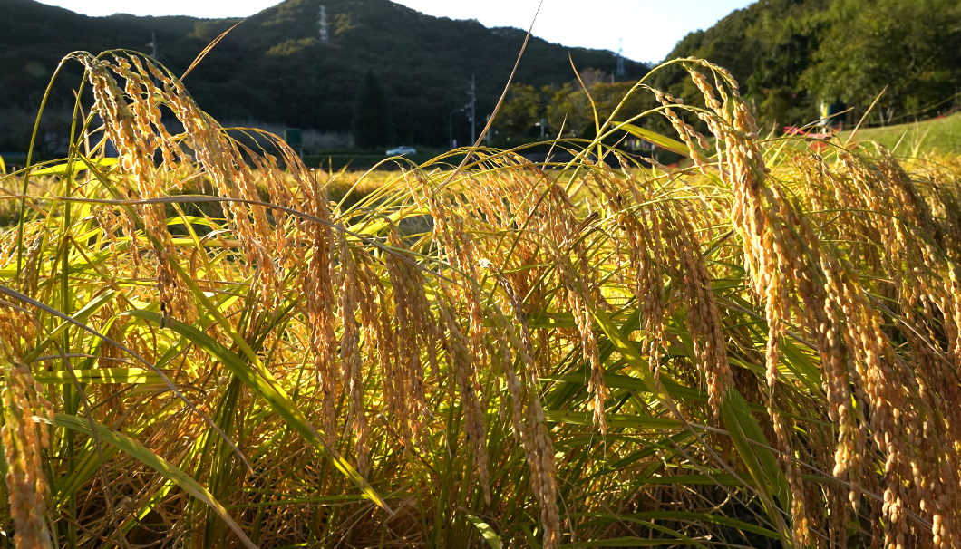 利守酒造の自社田に実った雄町（画像提供：利守酒造）