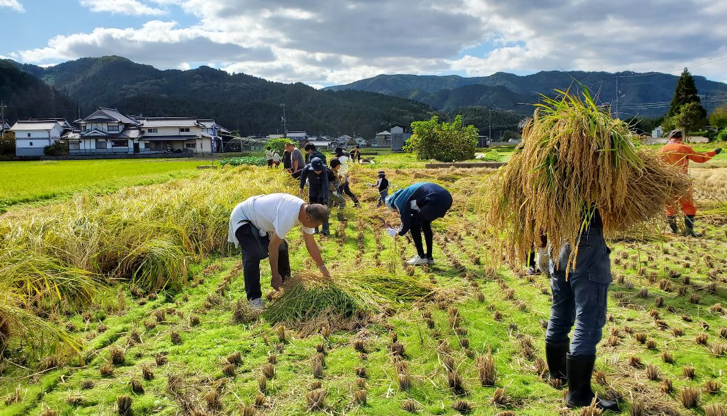 辻本店も参加している、真庭市での雄町の栽培（画像提供：辻本店）