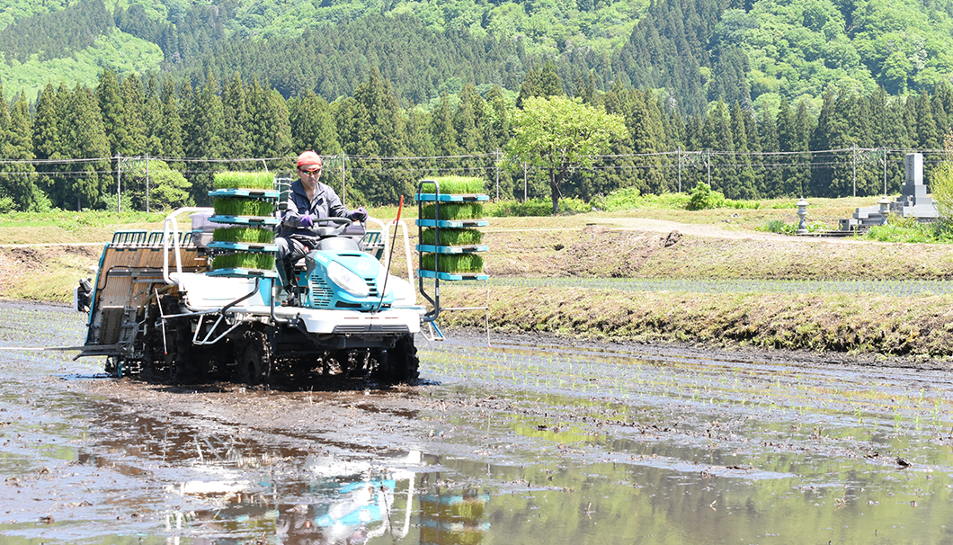 「湯沢町 日本酒テロワールプロジェクト」の田植えの様子