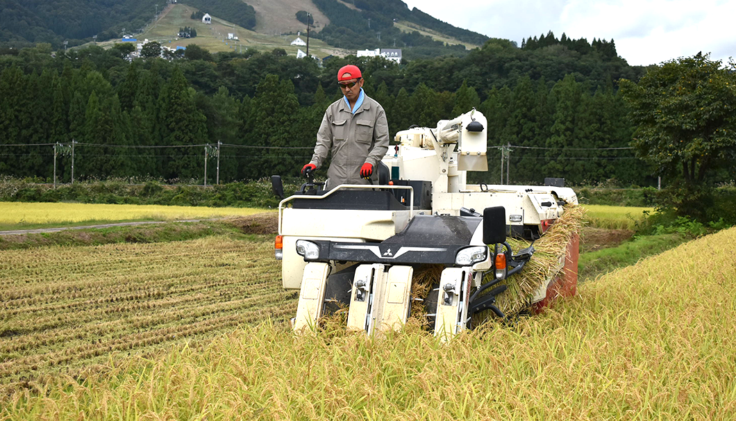 「湯沢町 日本酒テロワールプロジェクト」の稲刈りの様子