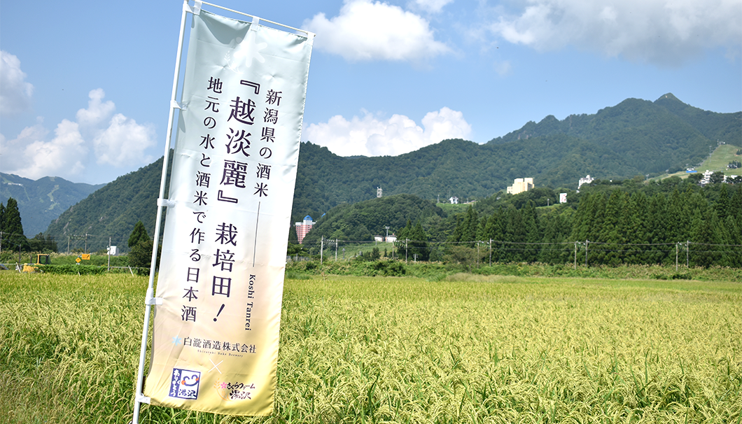 「湯沢町 日本酒テロワールプロジェクト」の水田の様子