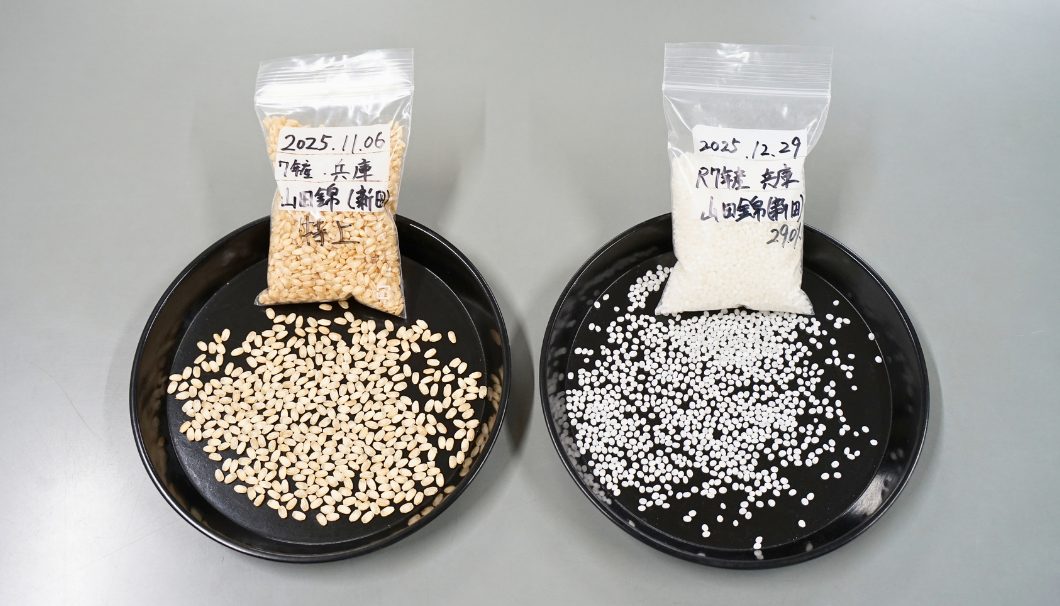 山田錦の玄米(左)と精米歩合29%の山田錦(右)