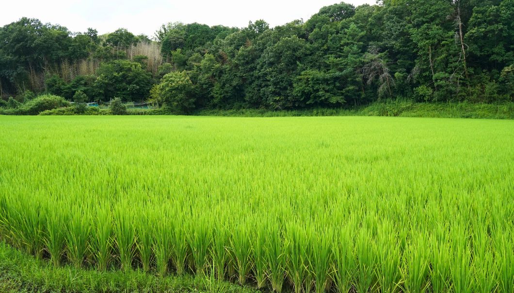 兵庫県三木市吉川町新田地区の田んぼ