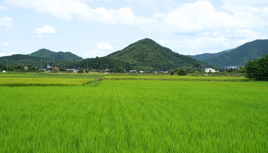 白鶴ファームの田んぼ